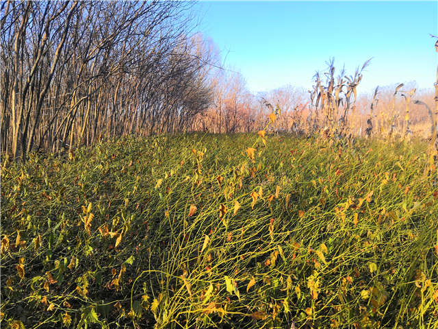 棣棠種植基地實(shí)拍