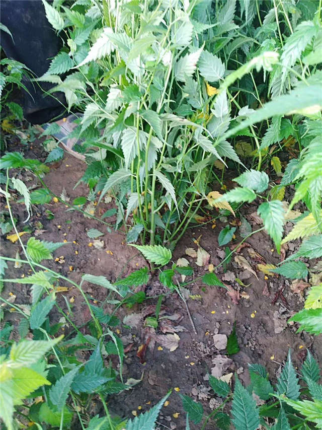 棣棠種植基地實(shí)拍