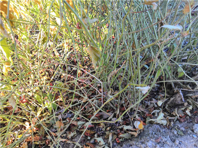 棣棠種植基地實(shí)拍