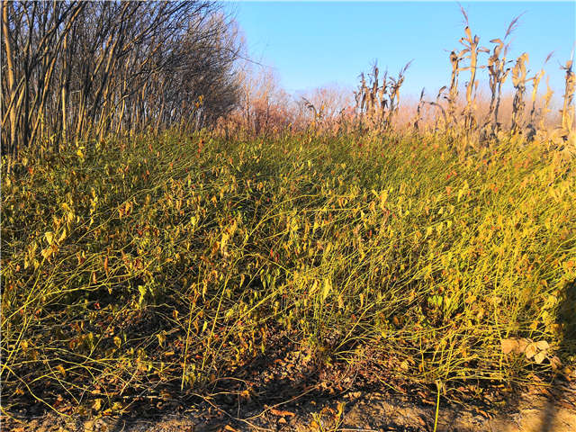 棣棠種植基地實(shí)拍