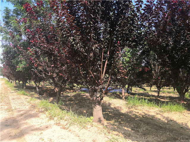 沭陽長景園林太陽李種植基地實拍圖片