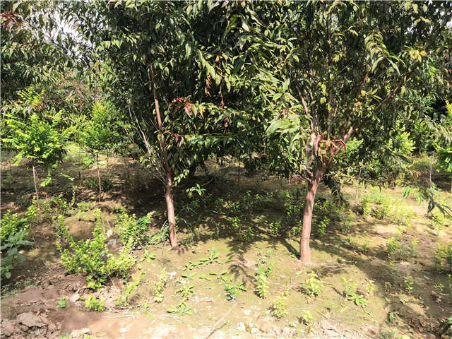 沭陽長景園林毛桃種植基地實拍圖片