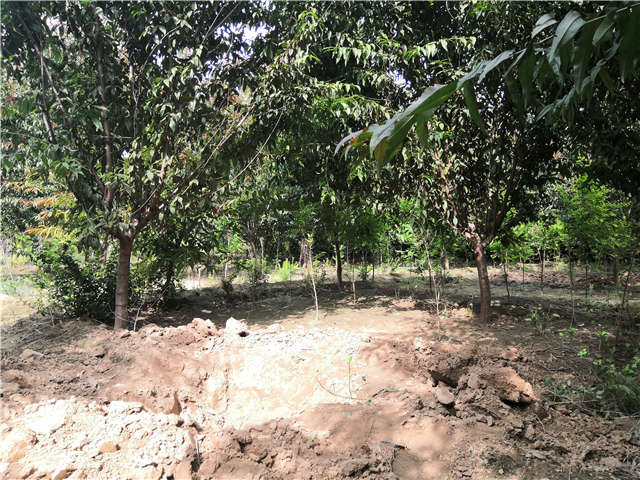 沭陽長景園林毛桃種植基地實拍圖片