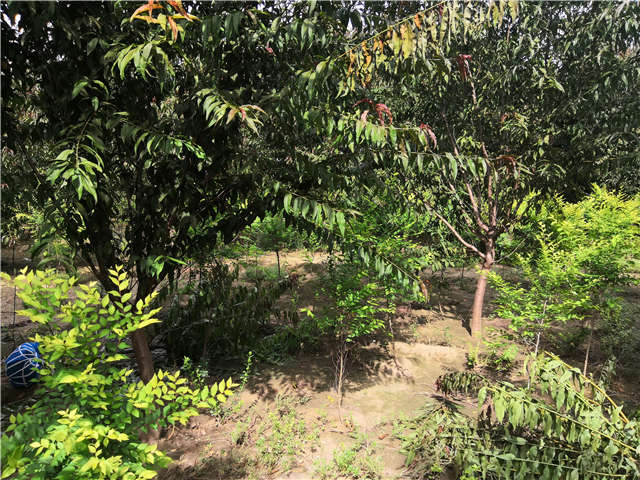 沭陽長景園林毛桃種植基地實拍圖片
