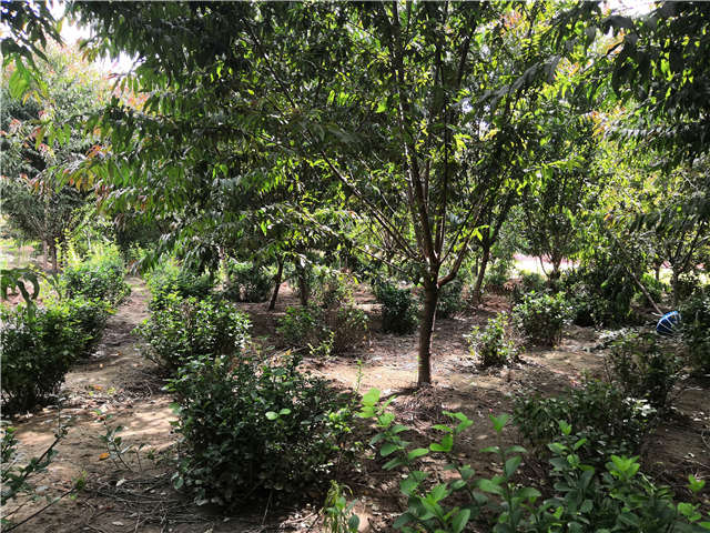 沭陽長景園林毛桃種植基地實拍圖片
