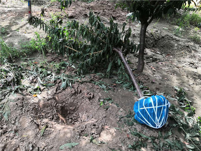 沭陽長景園林毛桃種植基地實拍圖片