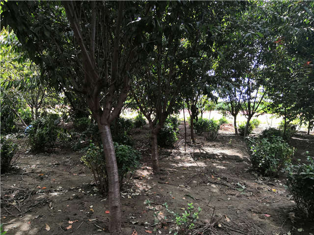 沭陽長景園林毛桃種植基地實拍圖片