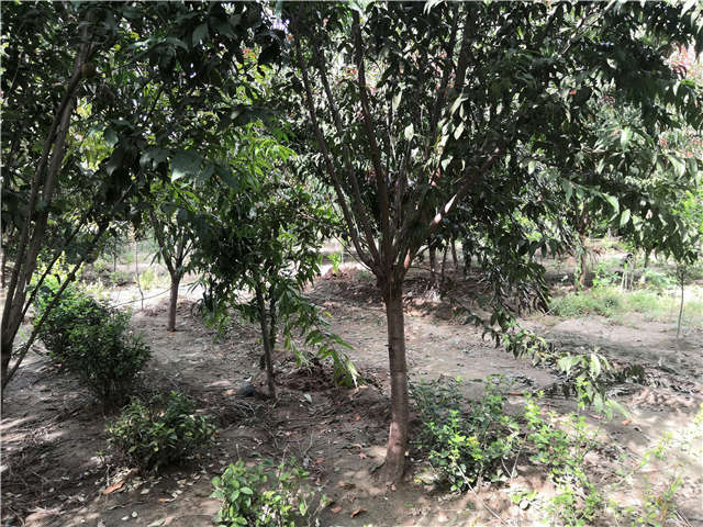 沭陽長景園林毛桃種植基地實拍圖片