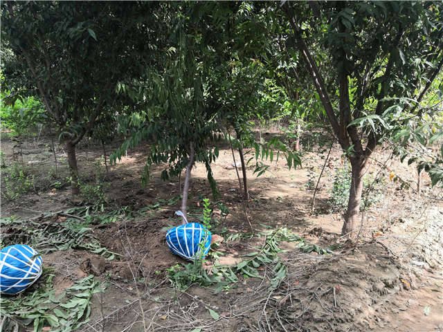沭陽長景園林毛桃種植基地實拍圖片