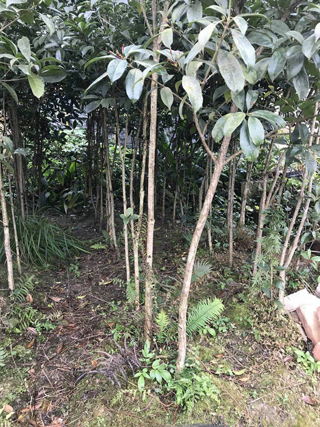 金桂樹苗價格行情，