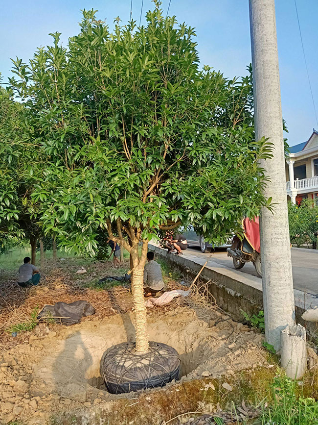 金桂樹苗價格行情