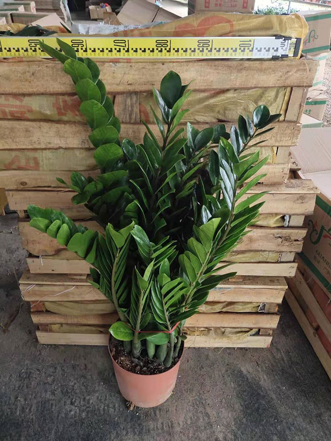 金錢樹(shù)價(jià)格多少錢一盆