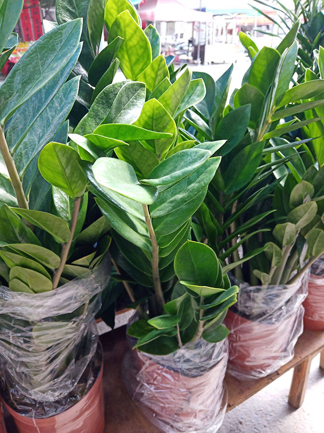 金錢樹(shù)價(jià)格多少錢一盆