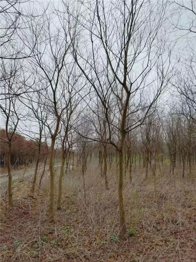 烏桕樹未來種植前景怎么樣?附烏桕樹種植方法