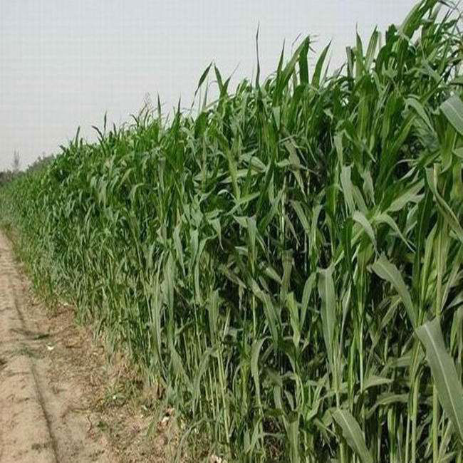 蘇丹草幾月份播種?蘇丹草種植技術和方法