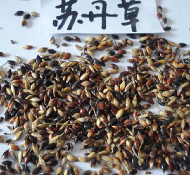 蘇丹草幾月份播種?蘇丹草種植技術和方法