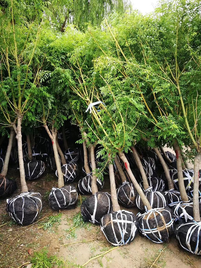 金枝槐怎么修剪?金枝槐種植技術(shù)