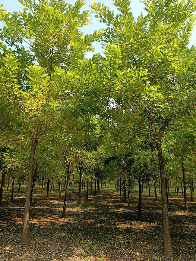 金枝槐怎么修剪?金枝槐種植技術(shù)