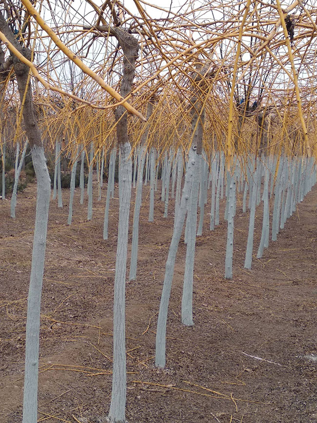 金枝槐怎么修剪?金枝槐種植技術(shù)