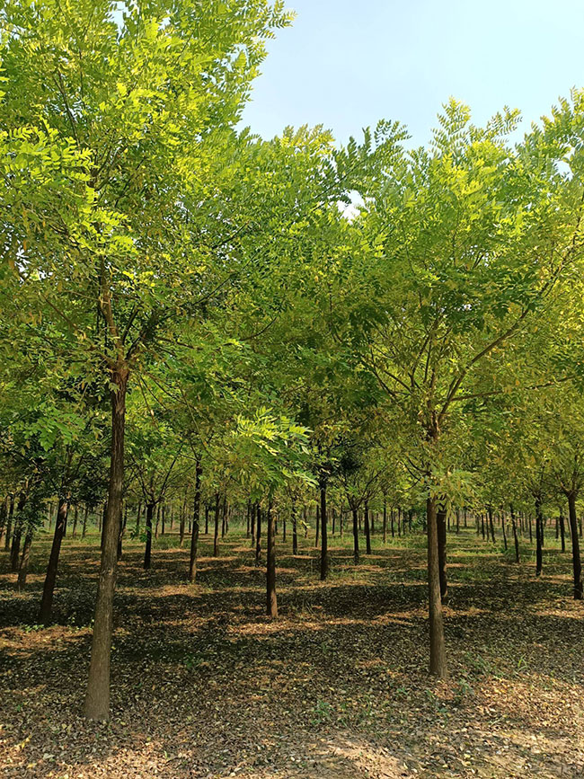 金枝槐怎么修剪?金枝槐種植技術(shù)