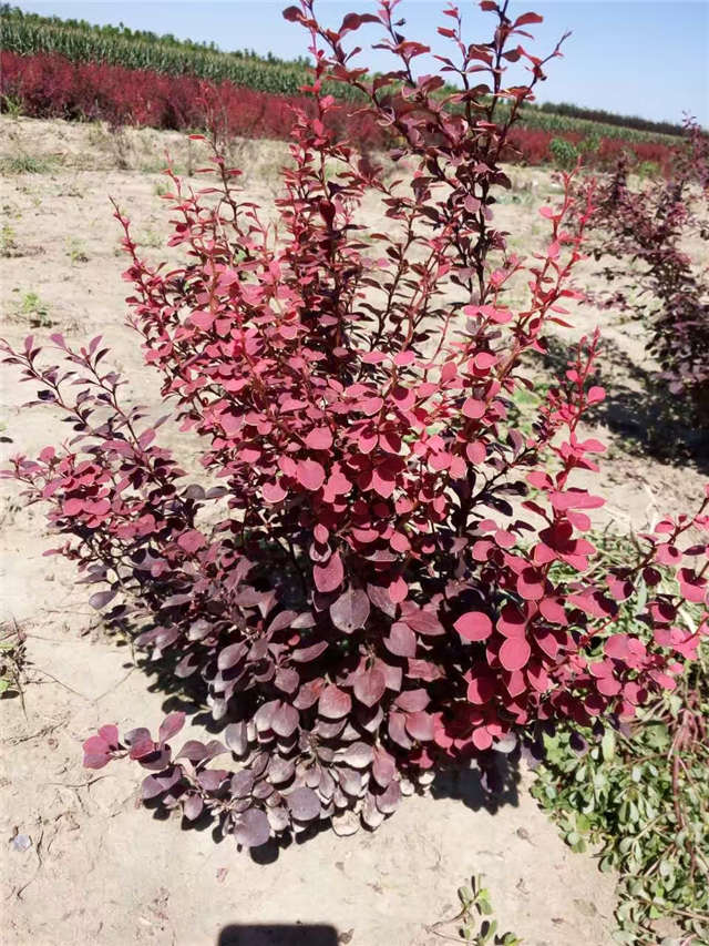 紫葉小檗照片種植基地實拍