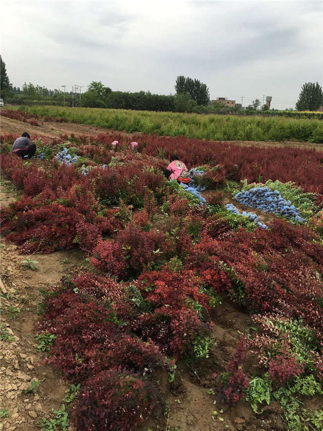 紫葉小檗照片種植基地實拍