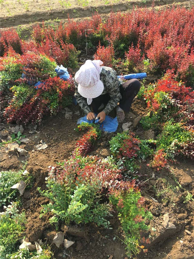 紫葉小檗照片種植基地實拍