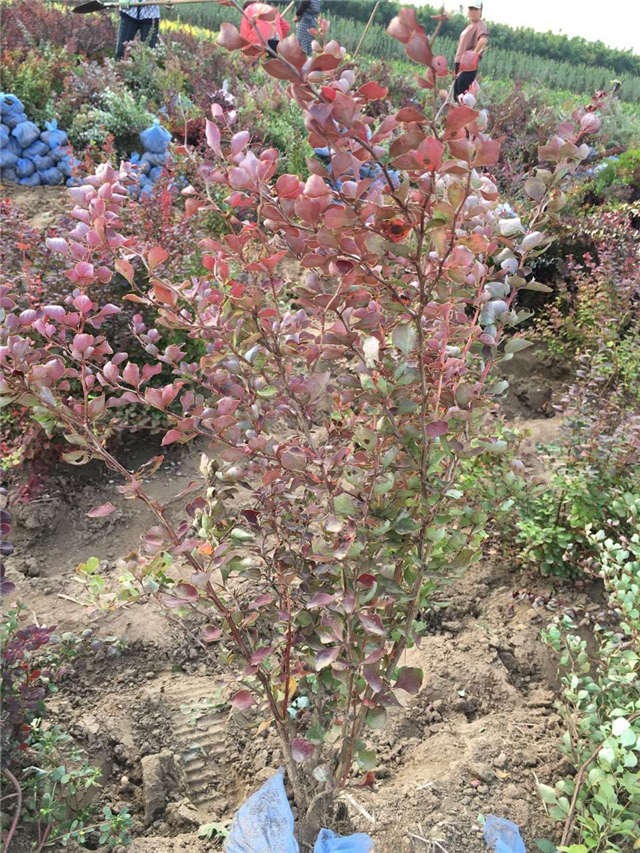 紫葉小檗照片種植基地實拍