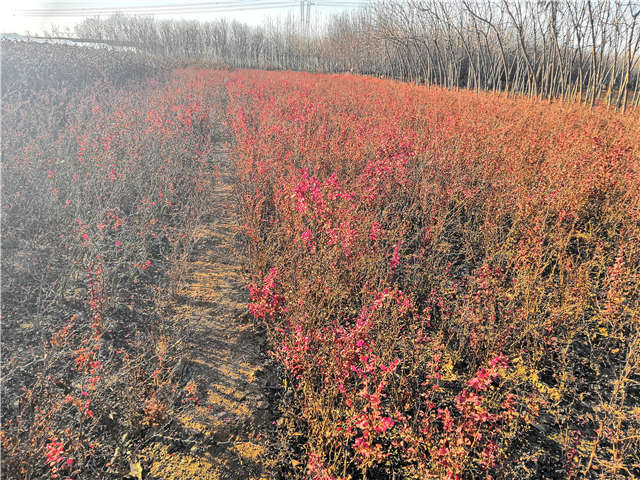 紫葉小檗照片種植基地實拍