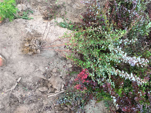 紫葉小檗照片種植基地實拍