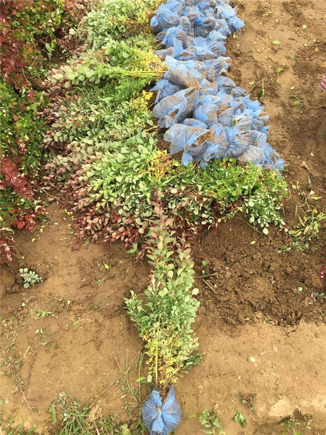 紫葉小檗照片種植基地實拍