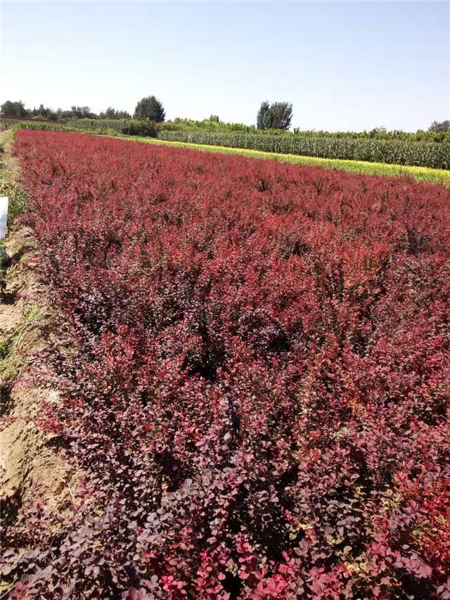 紫葉小檗照片種植基地實拍