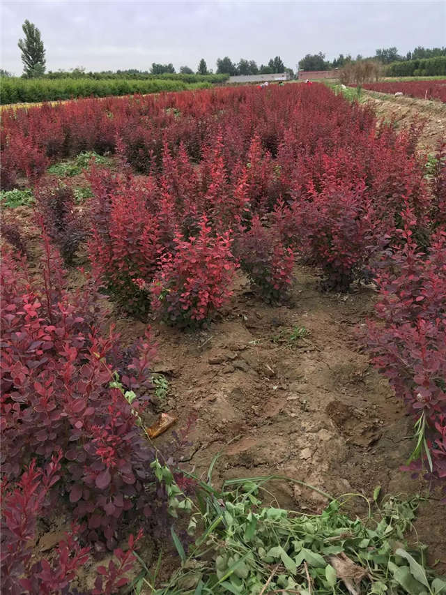 紫葉小檗照片種植基地實拍