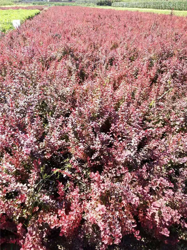 紫葉小檗照片種植基地實拍