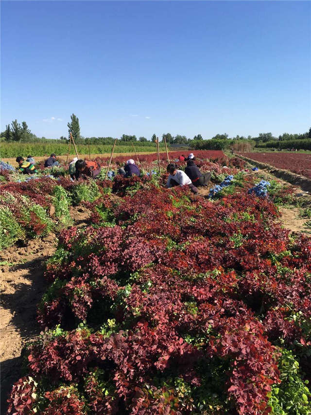 紫葉小檗照片種植基地實拍