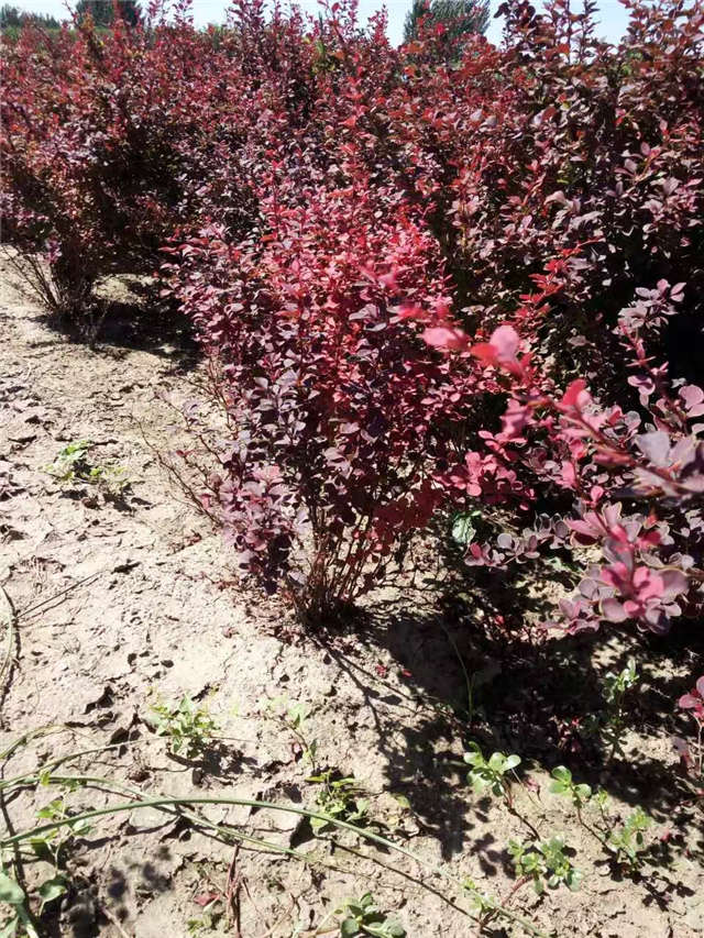 紫葉小檗照片種植基地實拍