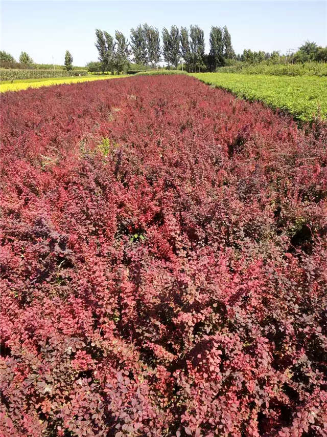 紫葉小檗照片種植基地實拍