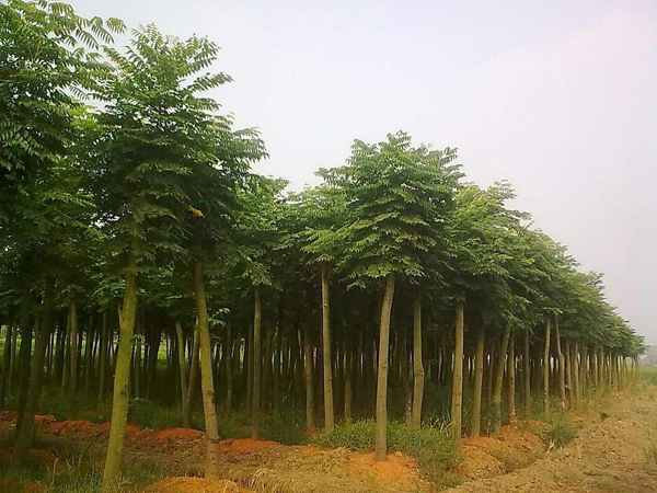 北欒基地實拍圖