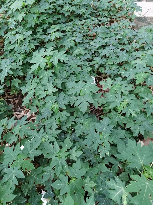 木瓜苗什么時候種植最好