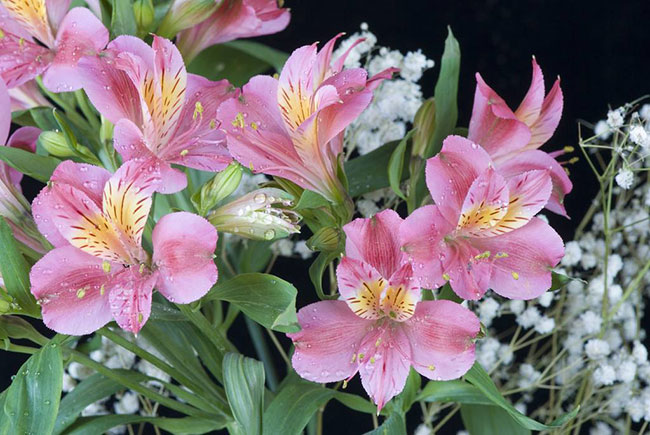 六出花的花語是什么?六出花的寓意和象征