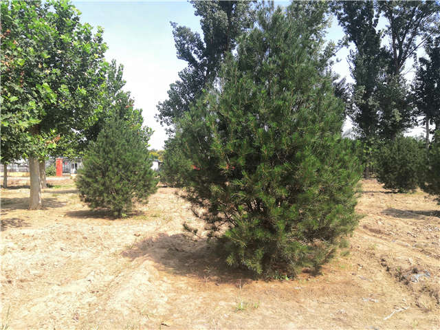 沭陽長景園林白皮松種植基地實拍圖片