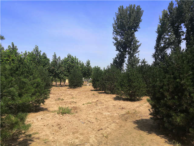 沭陽長景園林白皮松種植基地實拍圖片