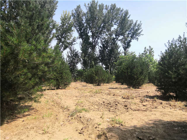 沭陽長景園林白皮松種植基地實拍圖片