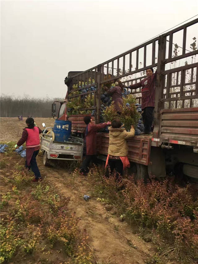 金葉女貞裝車現(xiàn)場(chǎng)照片