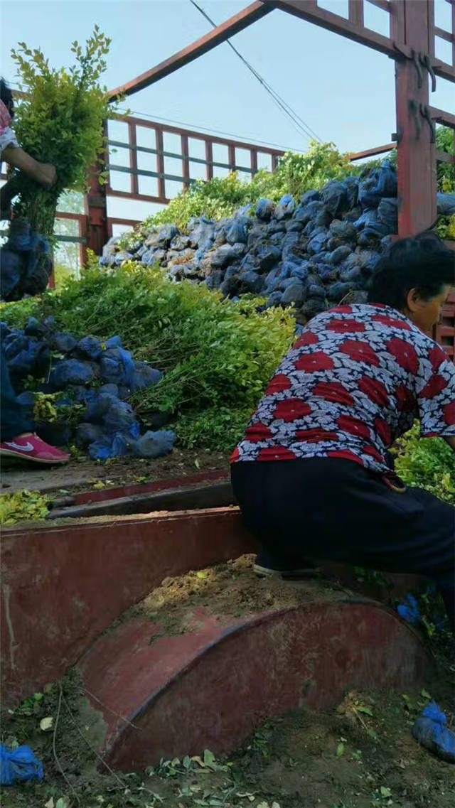 金葉女貞裝車現(xiàn)場(chǎng)照片