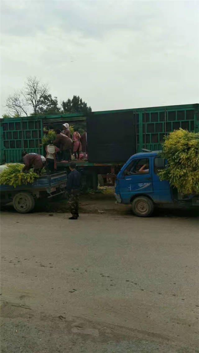 金葉女貞裝車現(xiàn)場(chǎng)照片