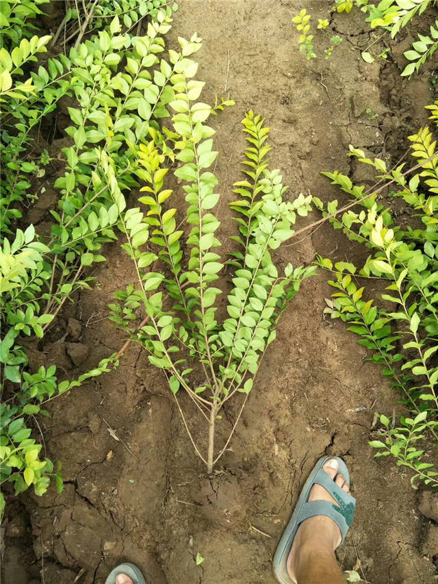 金葉女貞照片種植基地實(shí)拍