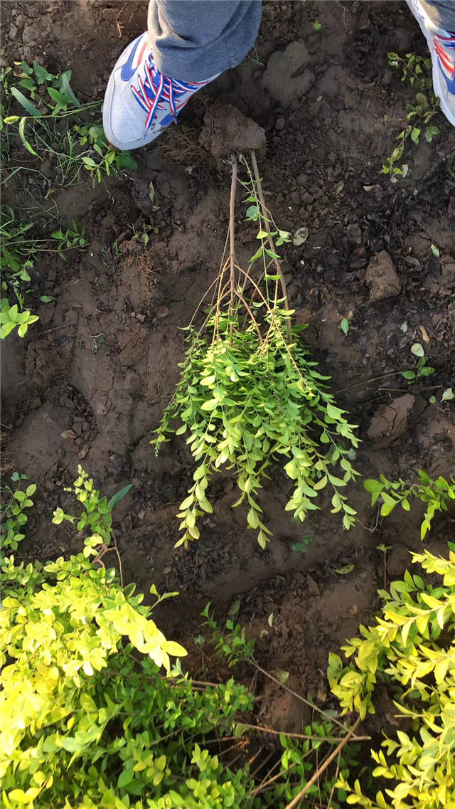 金葉女貞照片種植基地實(shí)拍