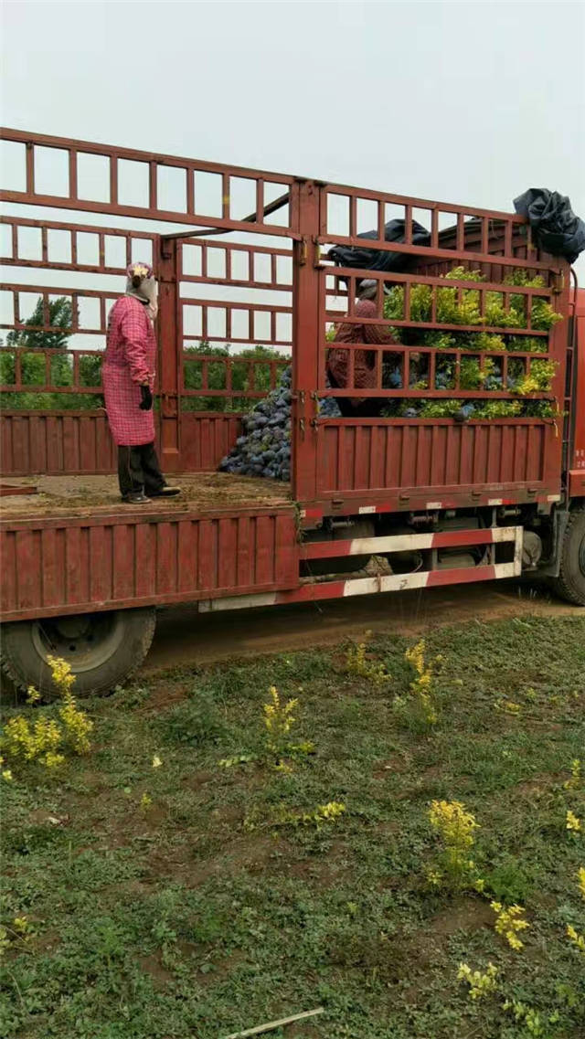 金葉女貞裝車現(xiàn)場(chǎng)照片