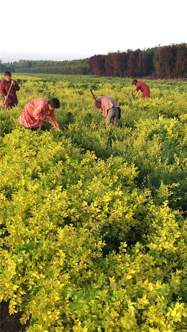 金葉女貞照片種植基地實(shí)拍
